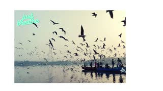 Huge flock of seagulls flying over water