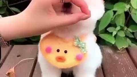 cute dog