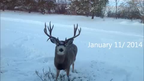 Mule deer buck with droptine shedding antlers on film! a must see!