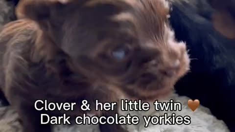 Twins! Clover and her son 🤎 dark chocolate yorkies