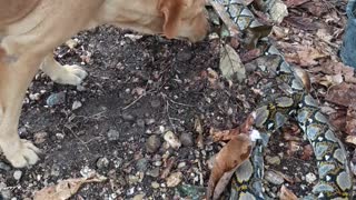 Dog is Burying a Dead Snake