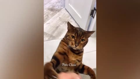 Funny cat 🐈 scene looking so cute