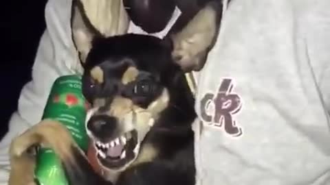 Dog with bottle