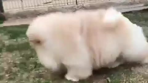 Cutest Dogs Moments Short Clip Fluffy Puppy Cutest Video Super Cute!