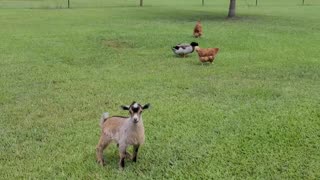 Baby goat joins the flock, teaches chicken karate