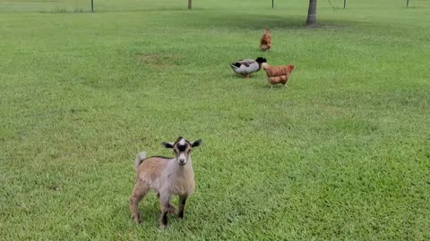 Baby goat joins the flock, teaches chicken karate