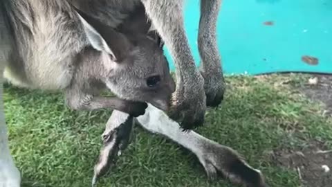 kangaroo along with baby