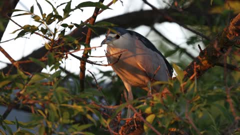 Black Crowned Night Heron