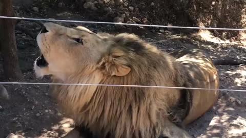Watch the video of the Roar of the Lion.