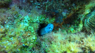 Cozumel SCUBA Diving Paraiso Reef Spotted Moray Eel