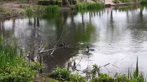 Coot caught stealing from Grebe nest.