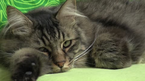 Long-haired domestic cat on a bed