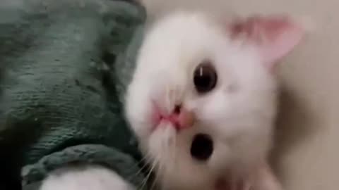 Cute pussy cat, part 1