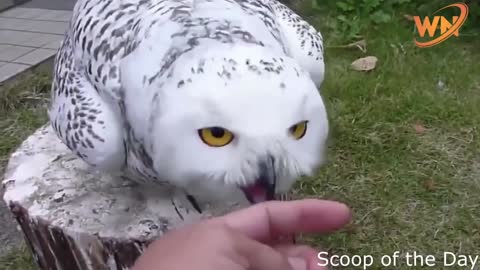 animals 4k - the snowy owl 😱