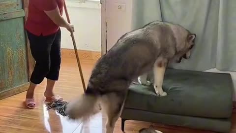 This dog is well trained