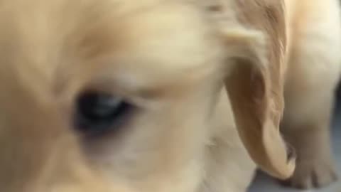 Cute Dog milking, pet, dog, cute dog video, dog video, animal