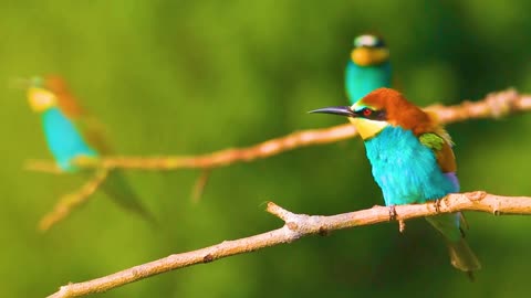 Wings of Splendor: Discover the Extraordinary Beauty of Birds in 8K HDR