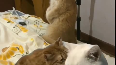 #cute #love #viral #funny #cat looking 😊 funny to attractive cat's nice step formation