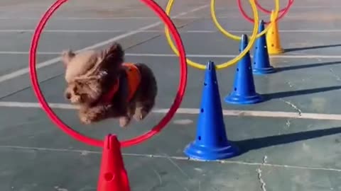 This little dog jumped through eight hoops in just seven seconds