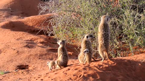 Meerkats Of The Kalahari