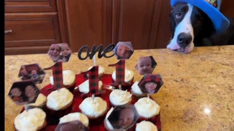 Great Dane celebrates 1st birthday with cupcakes & song