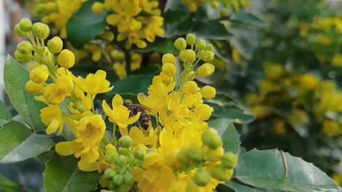 BEES AND FLOWERS RELATIONSHIP