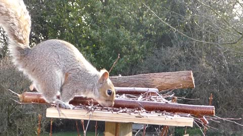 Gray squirrel