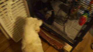 Dog interested in a rat in a cage