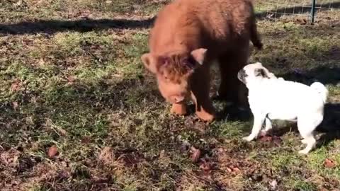 Cow mother encourages her dogs to take their first steps