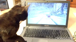 Cat trying to catch birds on video