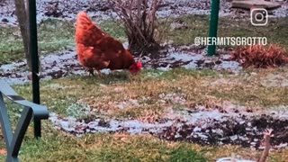 Chicken shows up