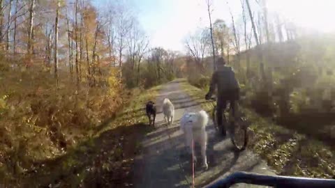 Just the peacefulness of a crisp fall day and the rattling of a sled dog cart | Funny Dog