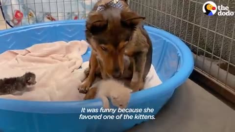 Mama Dog Who Lost Her Puppies Was Heartbroken Until She Got Kittens | The Dodo