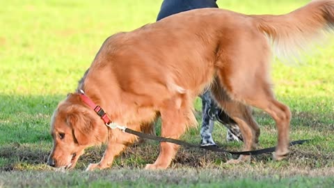 Dogs LEASH-TRAINing Dogs Jilly Labradoodle & JJ Dog shock pet owner!