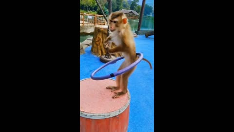 Dynamic little monkey spinning a hula hoop