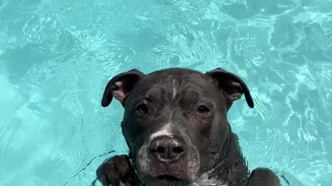 Pit bull loves to chill in the pool