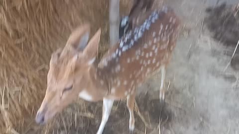 Deer 🦌 viral video different types of horns one horn different