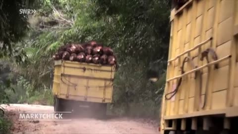 Risiko Palmöl: Krebserregender Stoff in Lebensmitteln