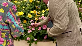 Chelsea Flower Show rose named 'Elizabeth' to mark Queen's Platinum Jubilee