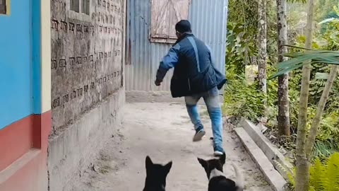Dog 🐕 Funny video