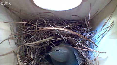 Bluebird nest building