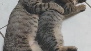 Caring Mama Cuddles Her Kitten
