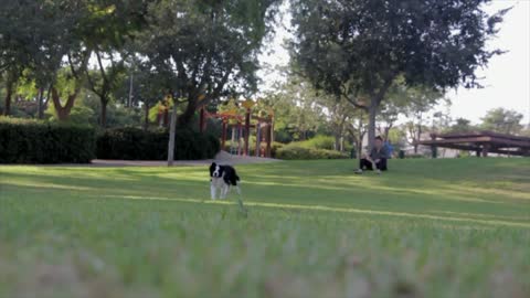 dog training in a garden