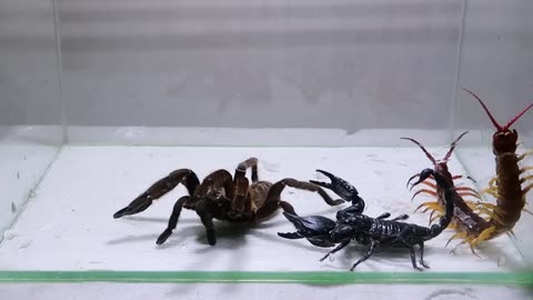 Poison Scorpion Tarantula Centipede