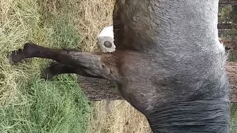 Festus the Spanish Mustang Scratches His Ear