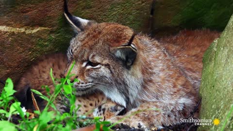 The Distinctive Ears of the Eurasian Lynx are a Mystery 🧐 Carpathian Predators Smithsonian Channel