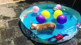 Corgi thrilled to be having pool party