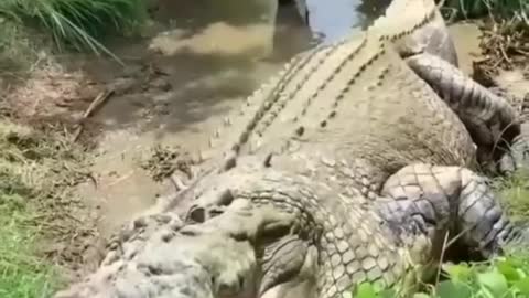 This angry crocodile rescued from well #shorts #crocodile #viral #angrycrocodile