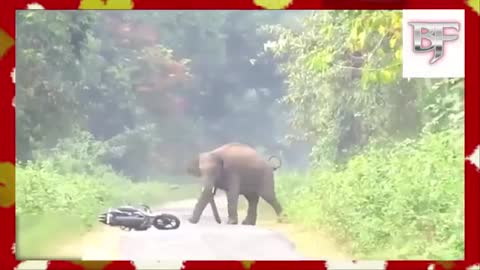 Elephant attack