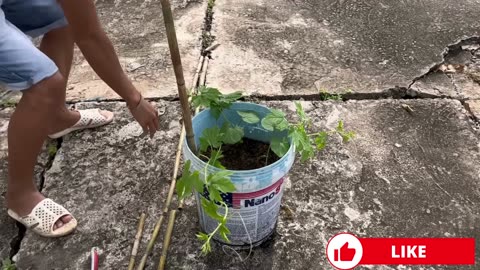 A great and simple way to cultivate bitter melons